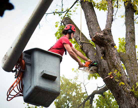 Big Guys Tree Service a