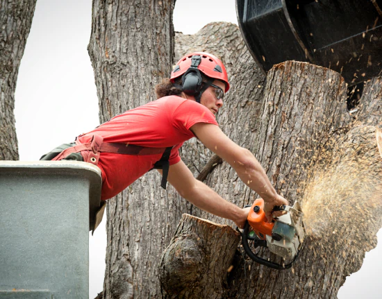 Big Guys Tree Service c