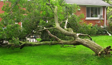 Emergency Tree Services