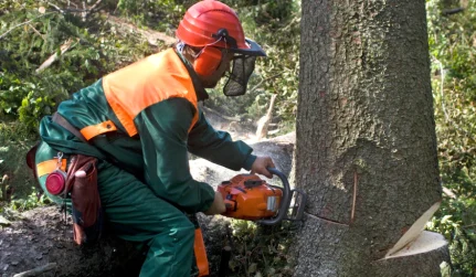 Tree Removal