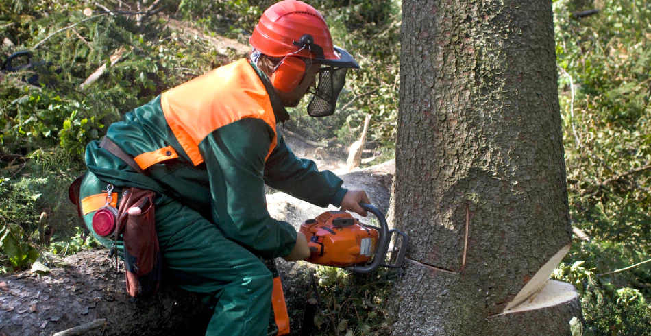 Tree Removal Tree Removal