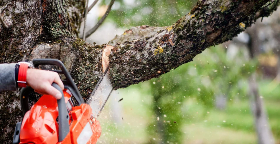 Tree Trimming